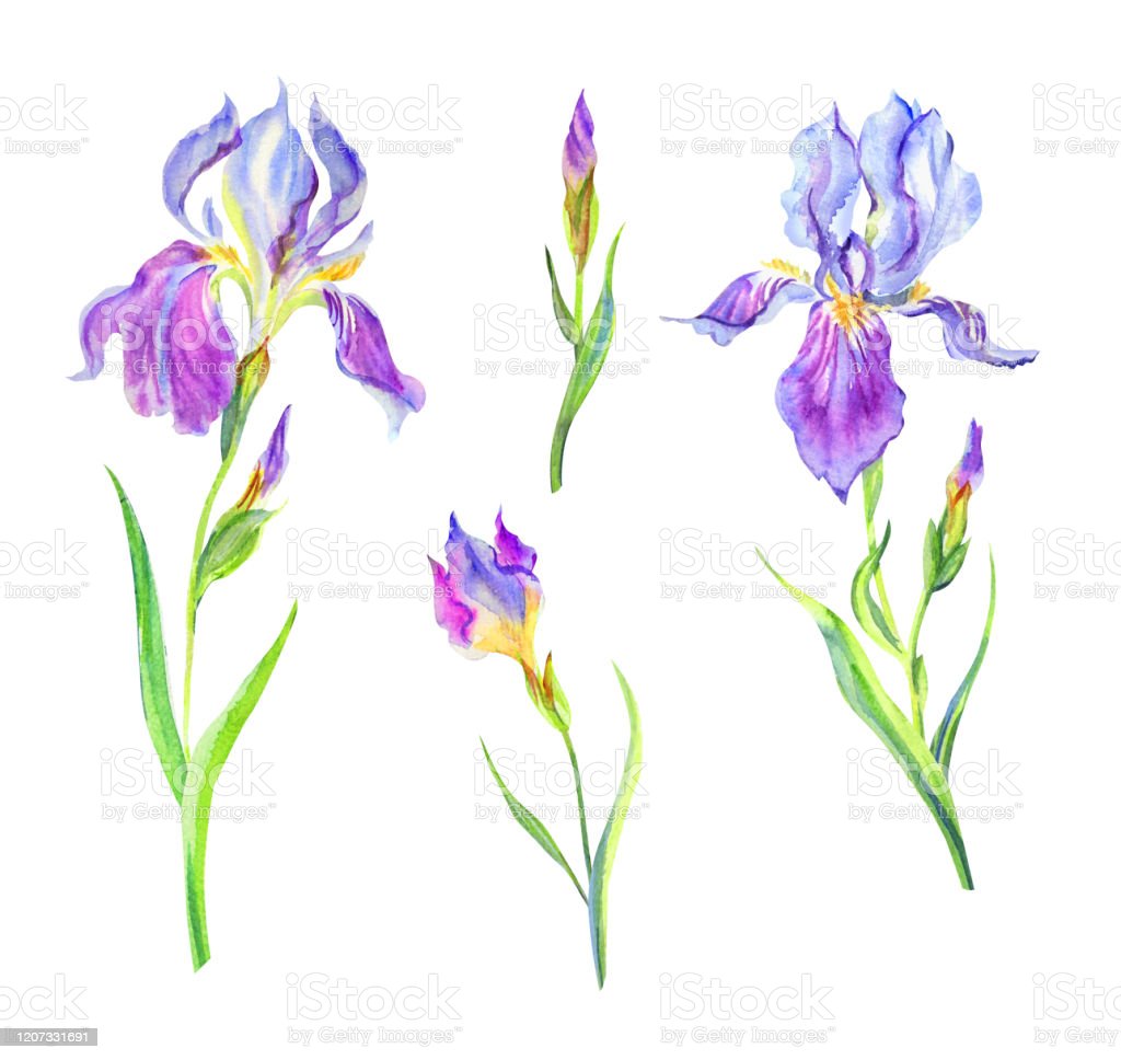 Detail Bunga Bunga Iris Nomer 37