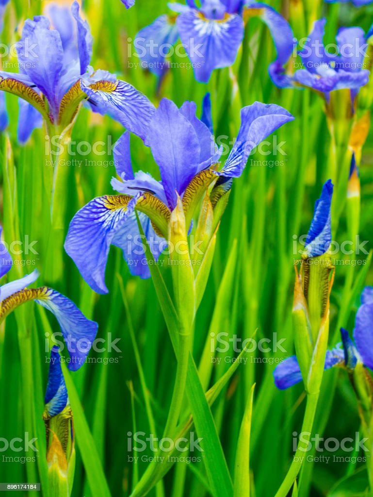 Detail Bunga Bunga Iris Nomer 41