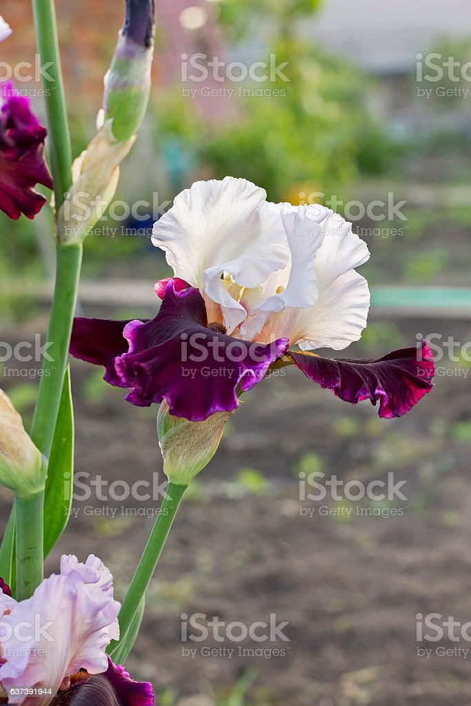 Detail Bunga Bunga Iris Nomer 48