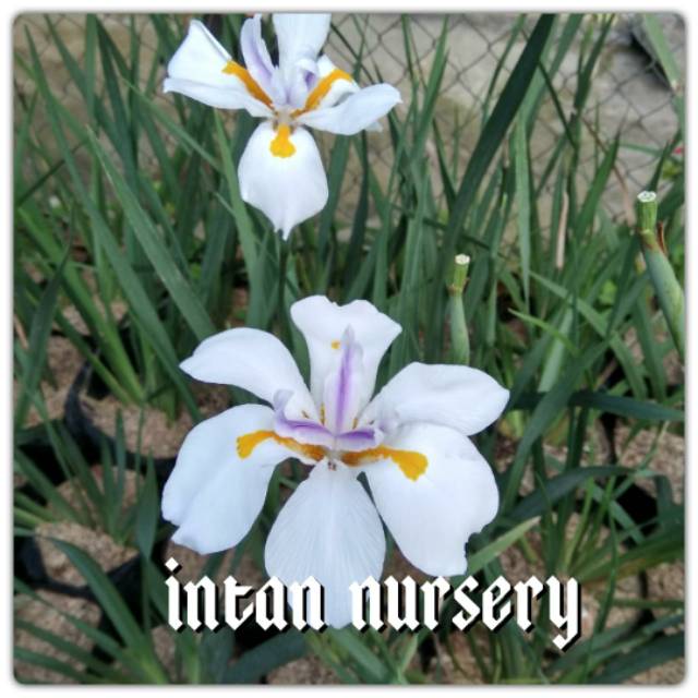 Detail Bunga Bunga Iris Nomer 49