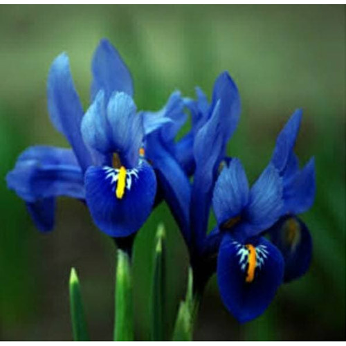 Detail Bunga Bunga Iris Nomer 51