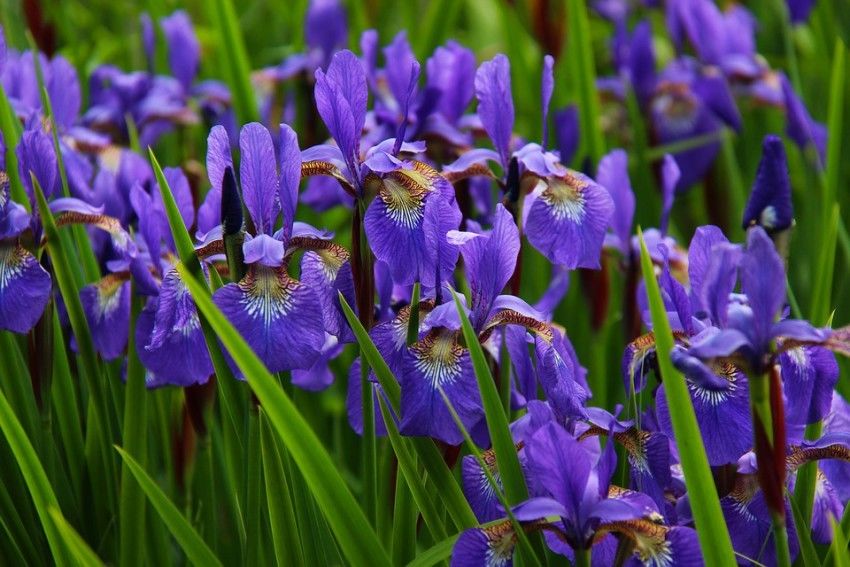 Detail Bunga Bunga Iris Nomer 9