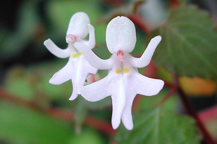 Detail Bunga Bunga Langka Nomer 44