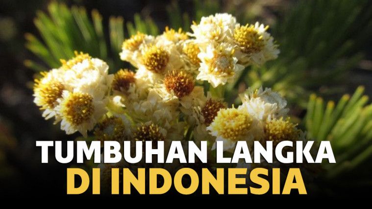 Detail Bunga Bunga Langka Di Indonesia Nomer 32