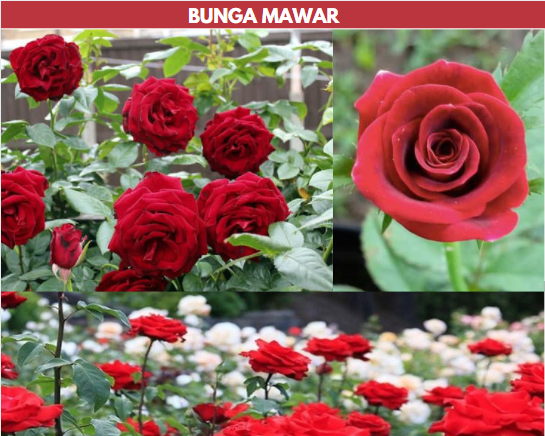 Detail Bunga Bunga Mawar Nomer 48