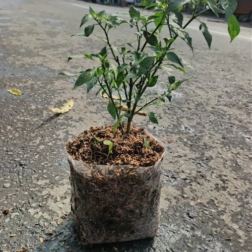 Detail Bunga Cabai Rawit Nomer 48
