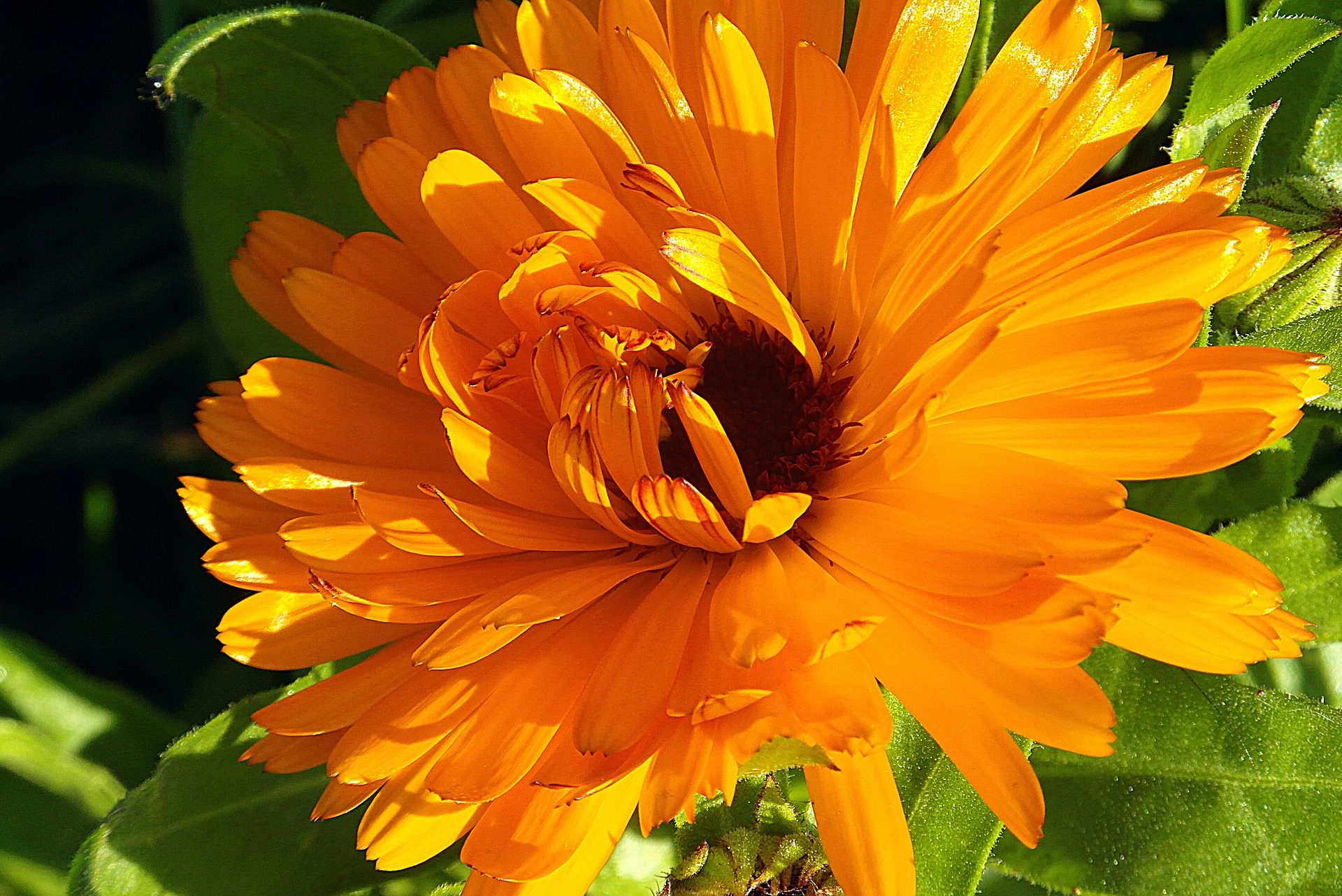 Bunga Calendula Di Indonesia - KibrisPDR
