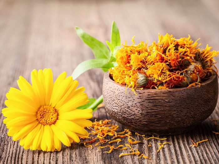 Detail Bunga Calendula Di Indonesia Nomer 2