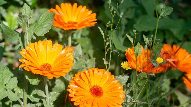 Detail Bunga Calendula Di Indonesia Nomer 11