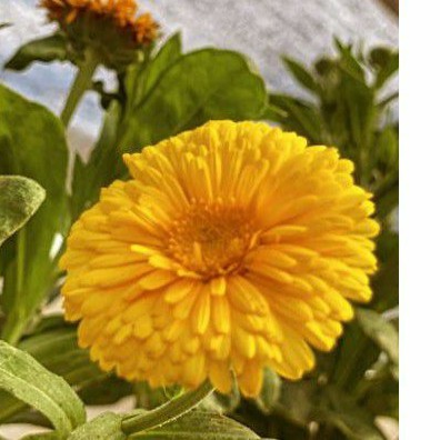 Detail Bunga Calendula Di Indonesia Nomer 12