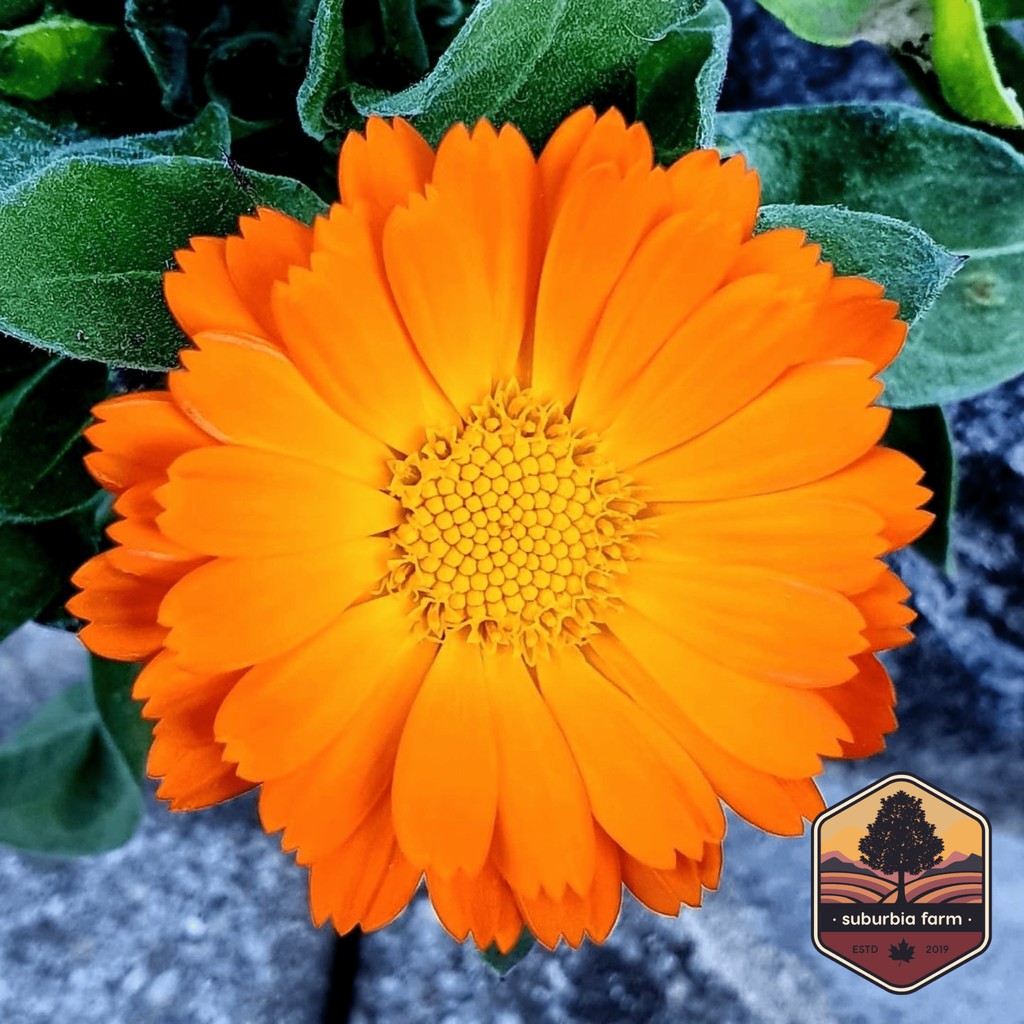 Detail Bunga Calendula Di Indonesia Nomer 13