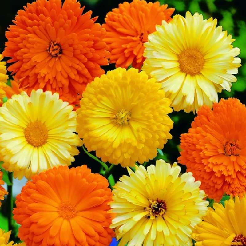 Detail Bunga Calendula Di Indonesia Nomer 14