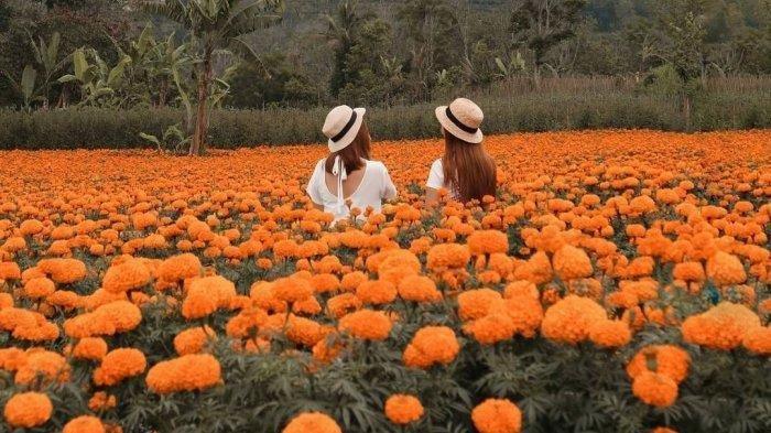Detail Bunga Calendula Di Indonesia Nomer 16