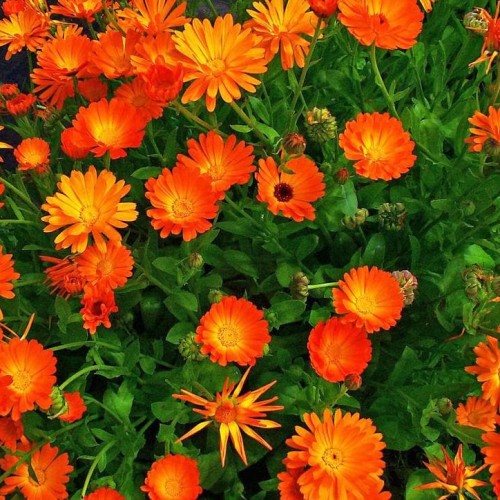 Detail Bunga Calendula Di Indonesia Nomer 17