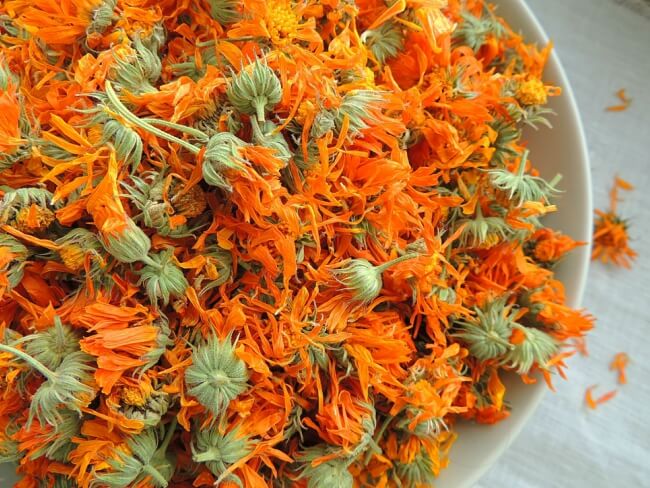 Detail Bunga Calendula Di Indonesia Nomer 19