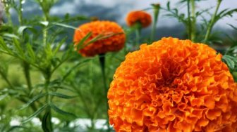 Detail Bunga Calendula Di Indonesia Nomer 20