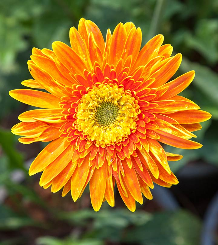 Detail Bunga Calendula Di Indonesia Nomer 21