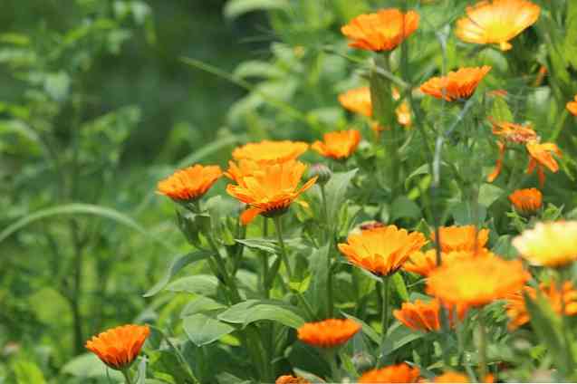 Detail Bunga Calendula Di Indonesia Nomer 22