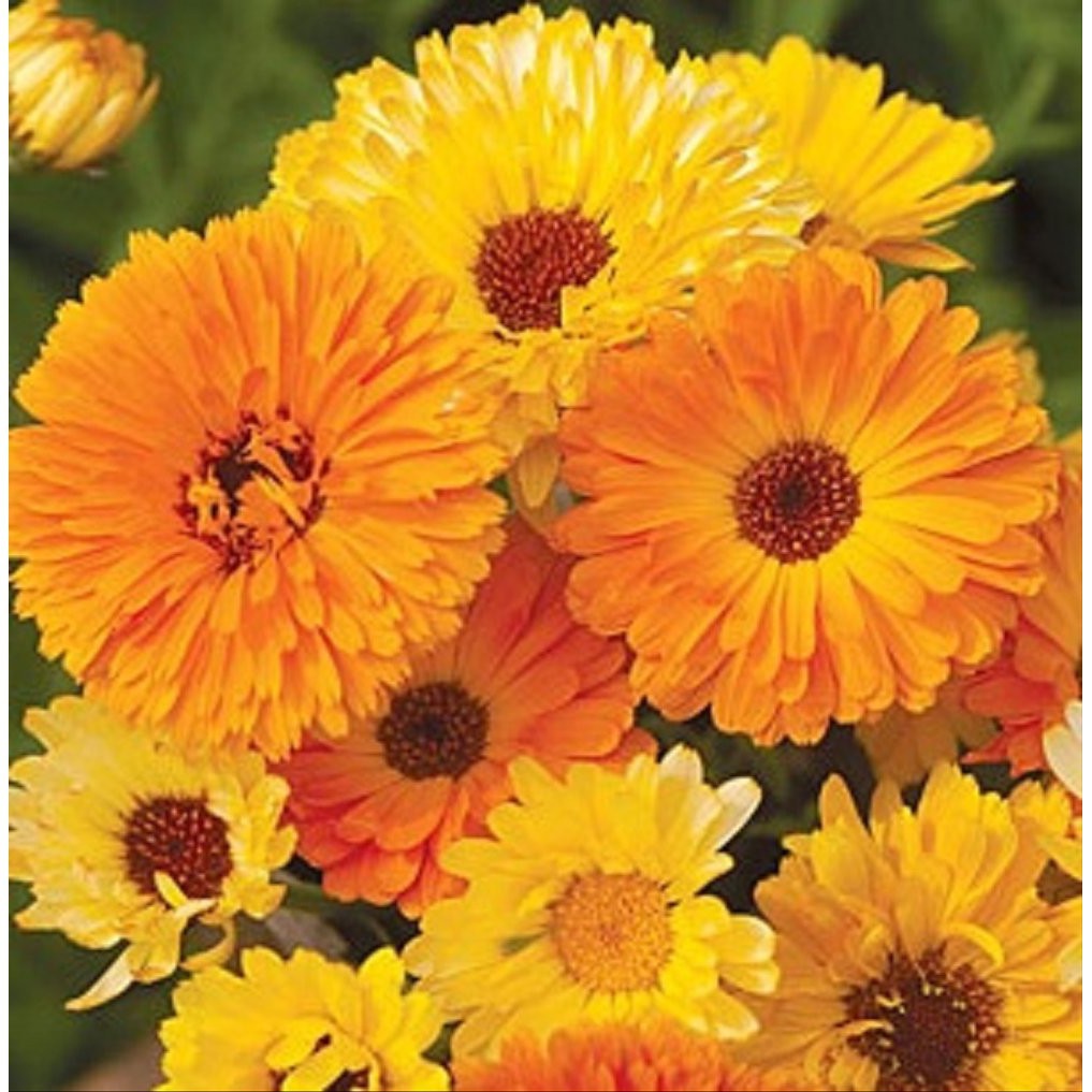 Detail Bunga Calendula Di Indonesia Nomer 23