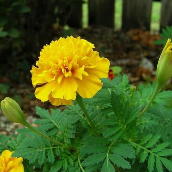 Detail Bunga Calendula Di Indonesia Nomer 24