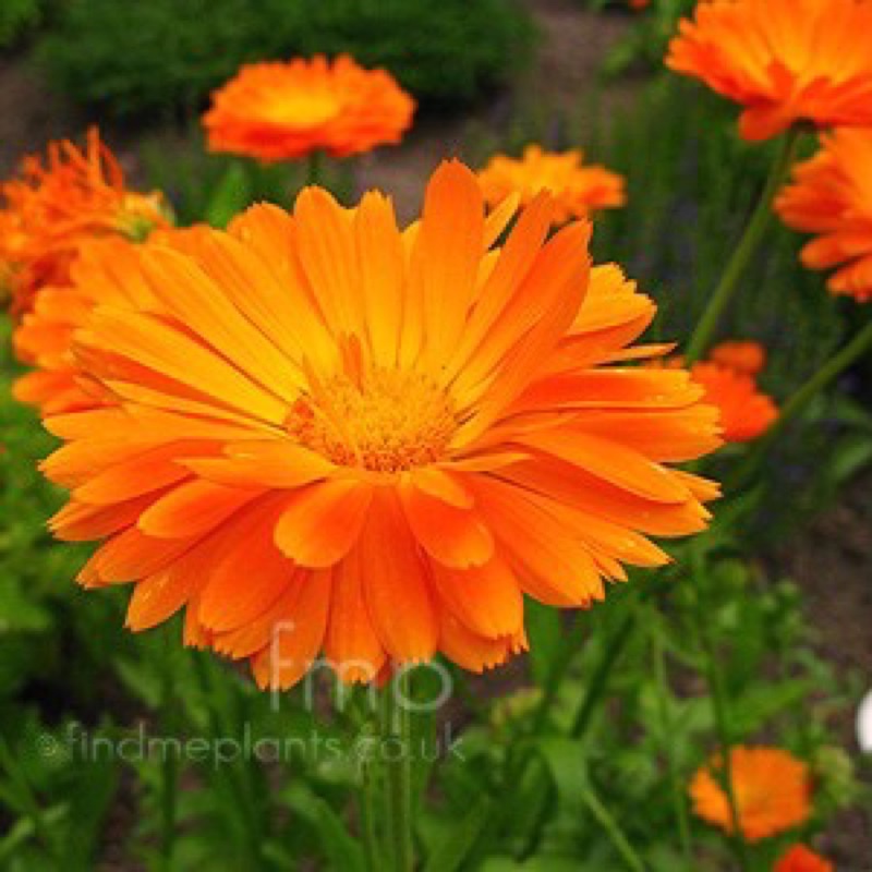 Detail Bunga Calendula Di Indonesia Nomer 25