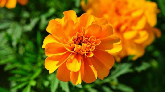 Detail Bunga Calendula Di Indonesia Nomer 26