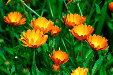 Detail Bunga Calendula Di Indonesia Nomer 4