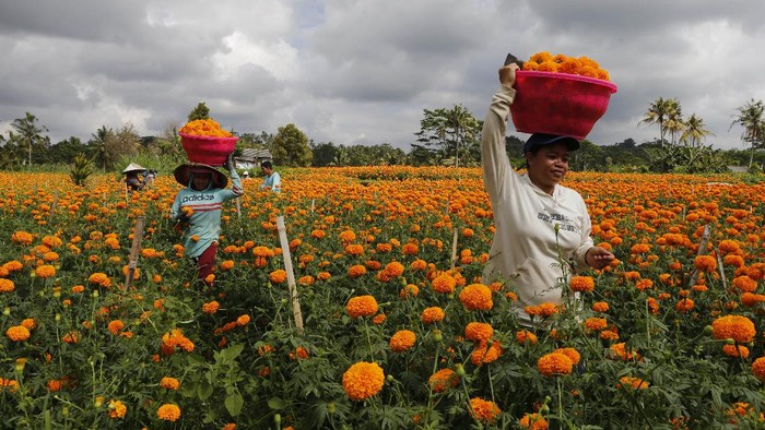 Detail Bunga Calendula Di Indonesia Nomer 27