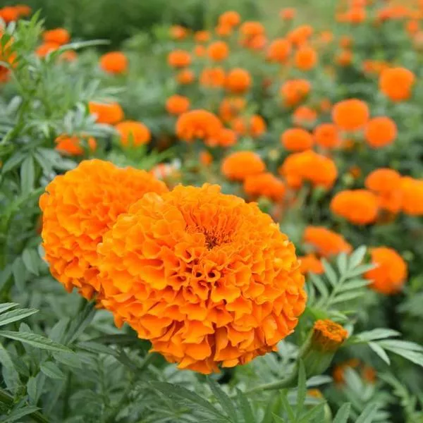 Detail Bunga Calendula Di Indonesia Nomer 28