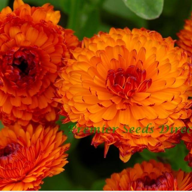 Detail Bunga Calendula Di Indonesia Nomer 29