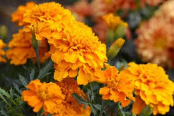 Detail Bunga Calendula Di Indonesia Nomer 30