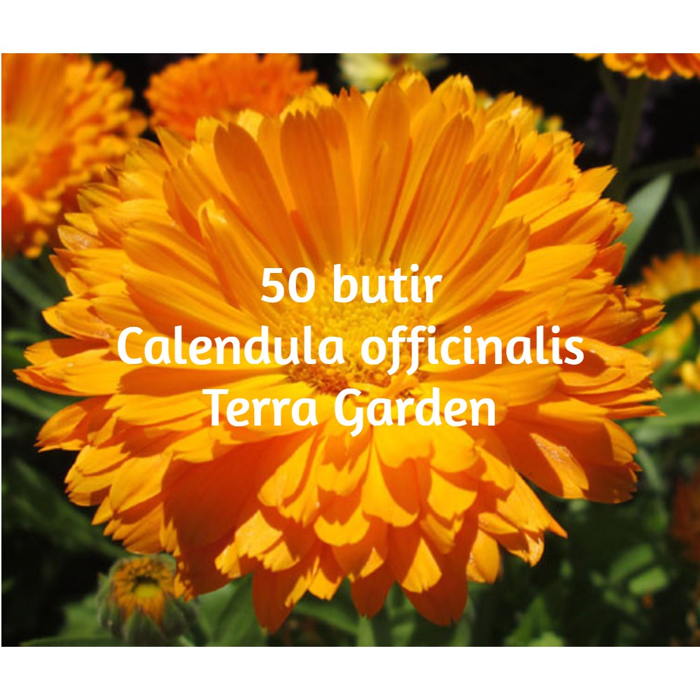 Detail Bunga Calendula Di Indonesia Nomer 31