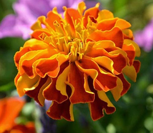 Detail Bunga Calendula Di Indonesia Nomer 32