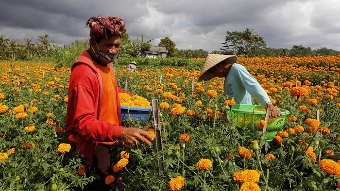 Detail Bunga Calendula Di Indonesia Nomer 33