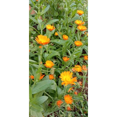 Detail Bunga Calendula Di Indonesia Nomer 34