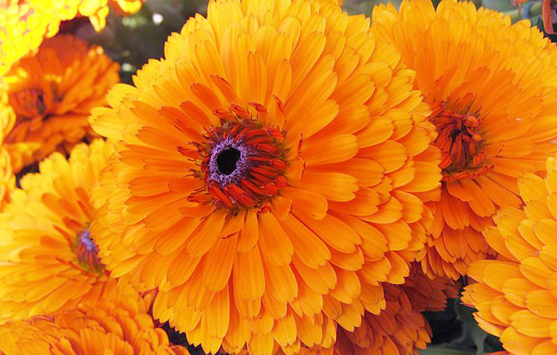Detail Bunga Calendula Di Indonesia Nomer 35