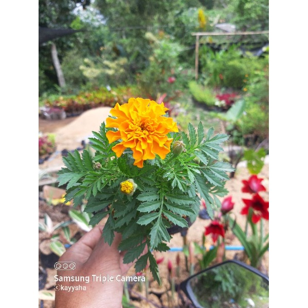 Detail Bunga Calendula Di Indonesia Nomer 36