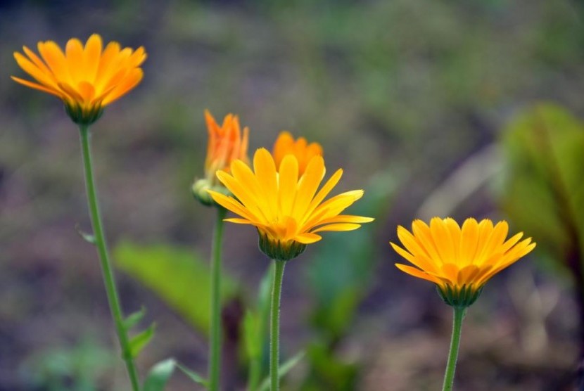 Detail Bunga Calendula Di Indonesia Nomer 5