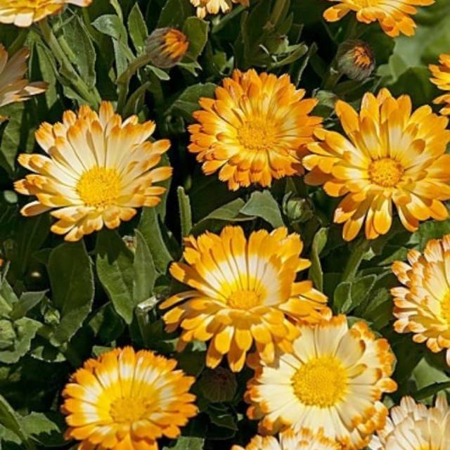 Detail Bunga Calendula Di Indonesia Nomer 37