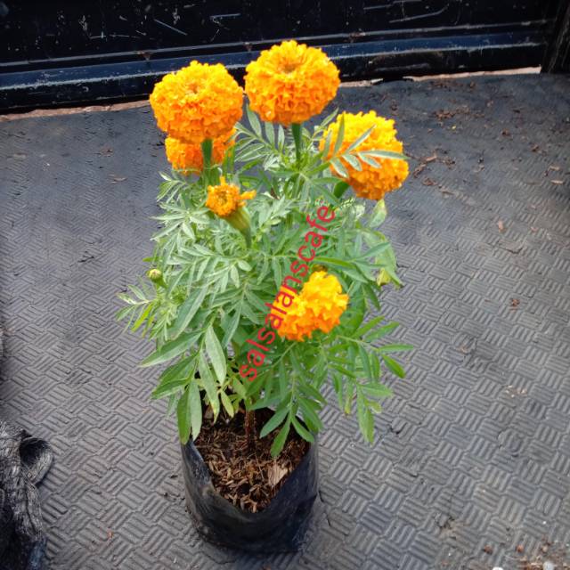Detail Bunga Calendula Di Indonesia Nomer 38