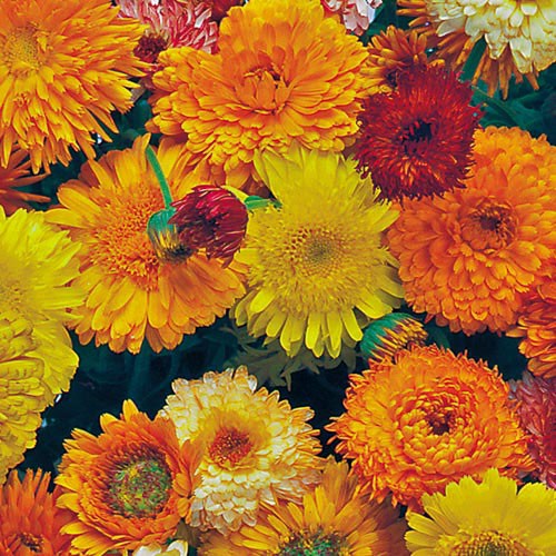 Detail Bunga Calendula Di Indonesia Nomer 39