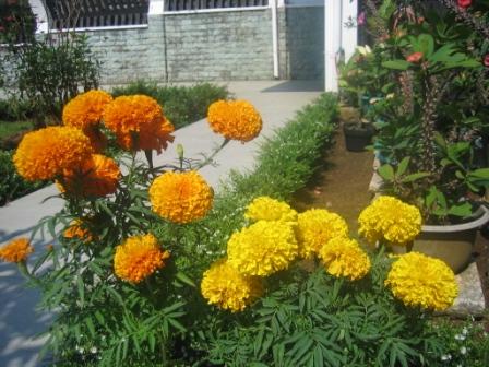 Detail Bunga Calendula Di Indonesia Nomer 40