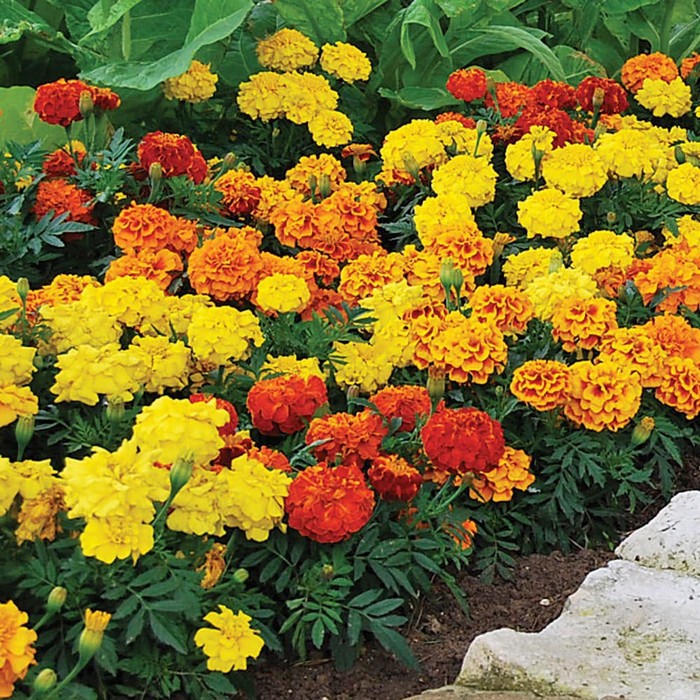 Detail Bunga Calendula Di Indonesia Nomer 41