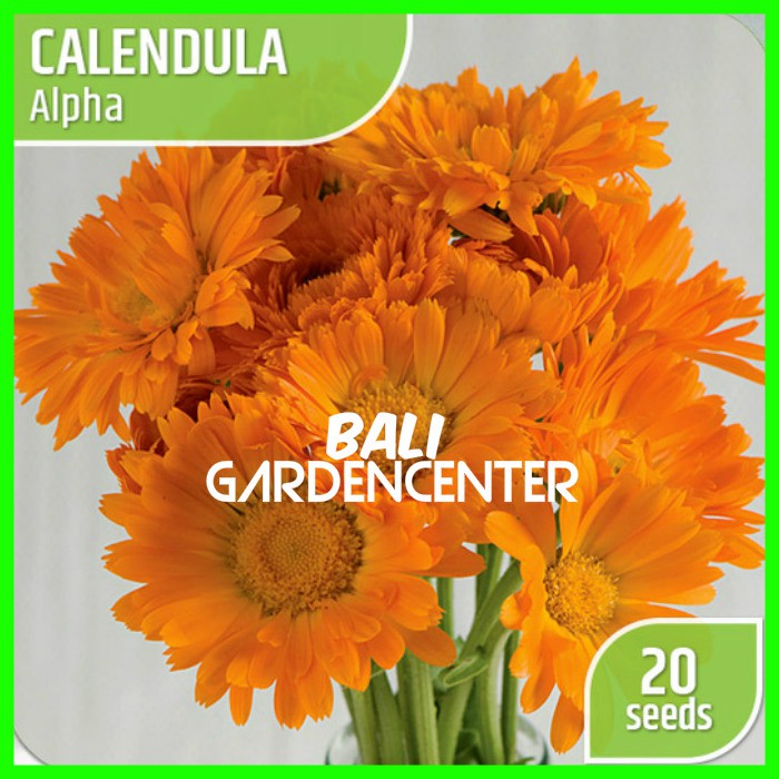 Detail Bunga Calendula Di Indonesia Nomer 43
