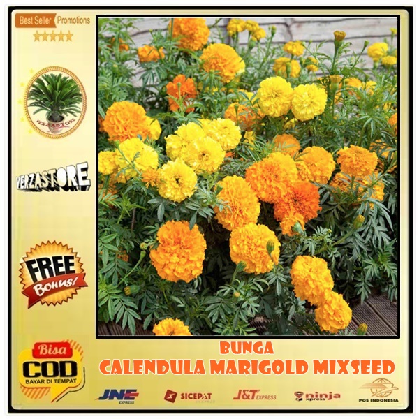 Detail Bunga Calendula Di Indonesia Nomer 44