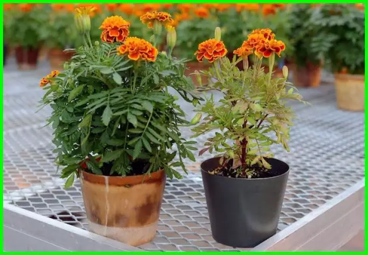 Detail Bunga Calendula Di Indonesia Nomer 45
