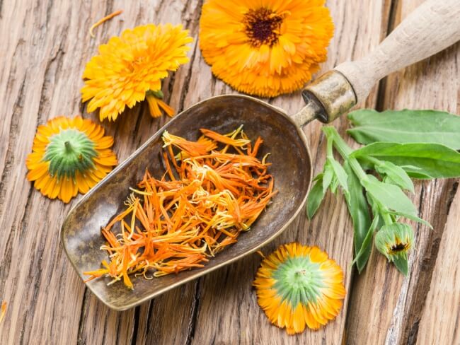 Detail Bunga Calendula Di Indonesia Nomer 6