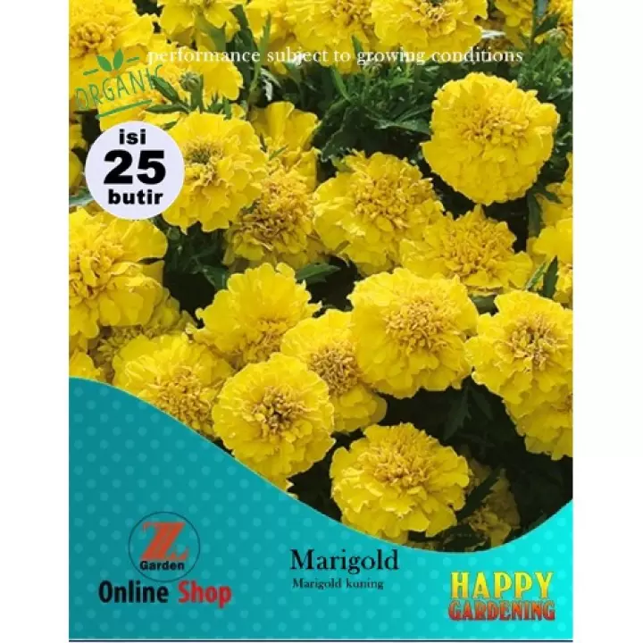 Detail Bunga Calendula Di Indonesia Nomer 46