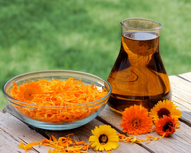 Detail Bunga Calendula Di Indonesia Nomer 47