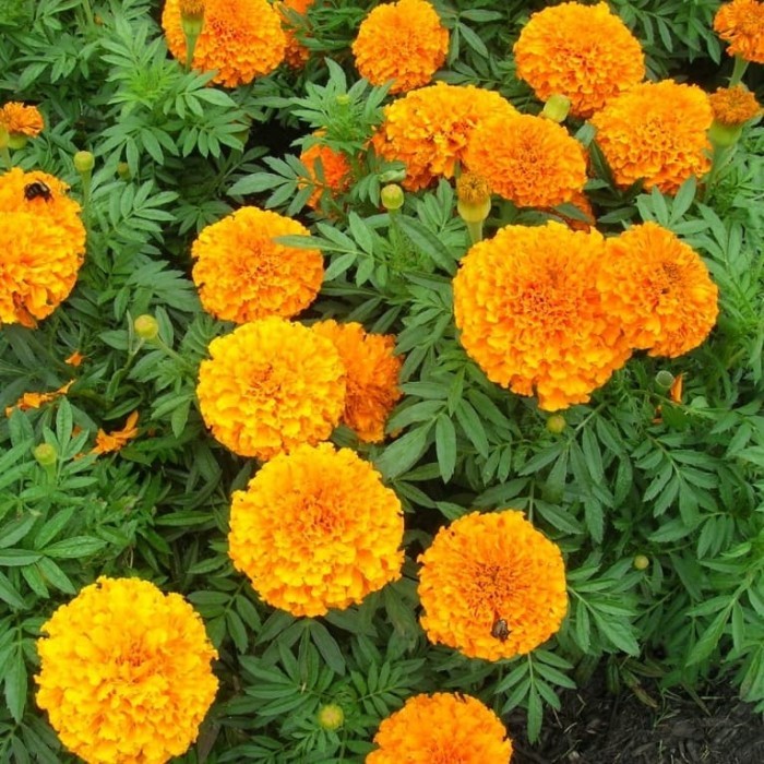 Detail Bunga Calendula Di Indonesia Nomer 48